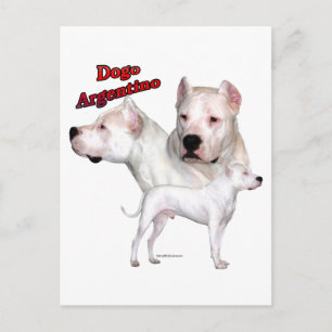 Cartão Postal Dogo Argentino Trio 2