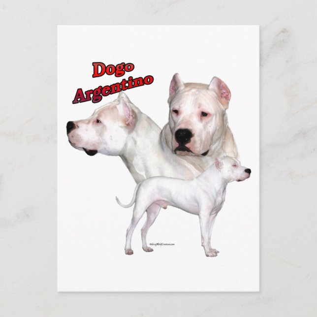 Cartão Postal Dogo Argentino Trio 2 (Frente)
