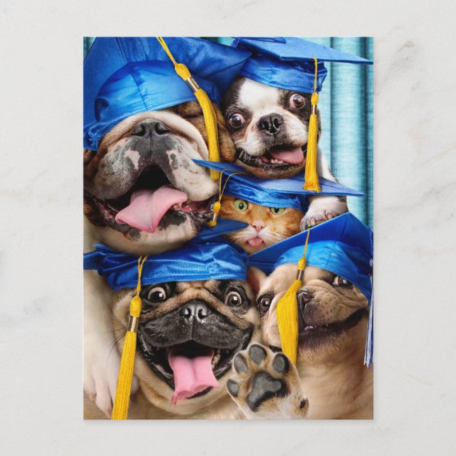 Cartão Postal Dogs and Cat Grads in Photo Booth (Frente)