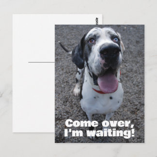 Cartão Postal Dogue Alemão esperando por você 