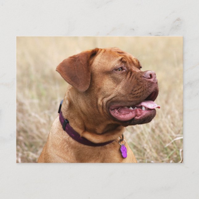 Cartão Postal dogue de bordeaux (Frente)