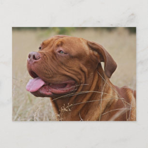 Cartão Postal Dogue de Bordeaux