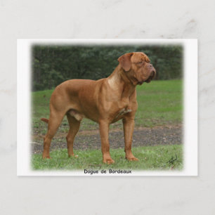 Cartão Postal Dogue de Bordeaux 9Y201D-159