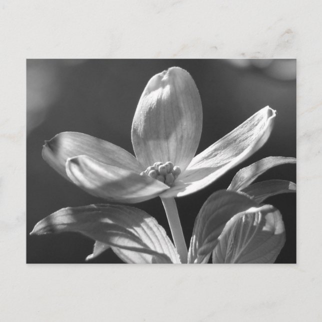 Cartão Postal Dogwood Bloom (Frente)