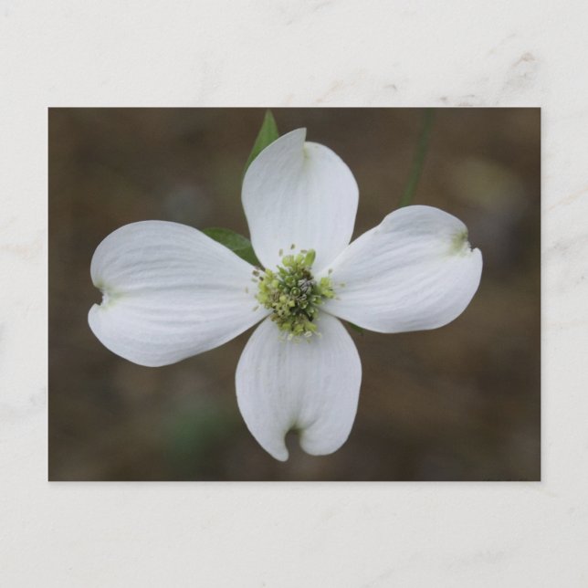 Cartão Postal Dogwood Bloom (Frente)