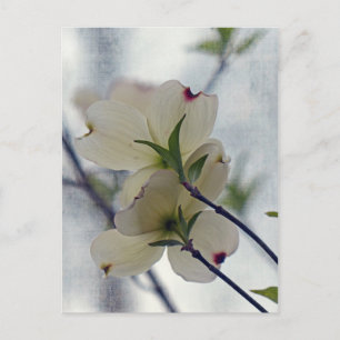 Cartão Postal Dogwood Blossoms