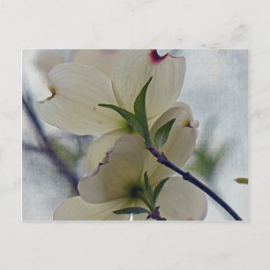 Cartão Postal Dogwood Blossoms