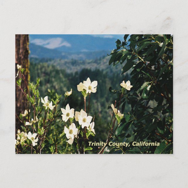 Cartão Postal Dogwood está sangrando........ (Frente)