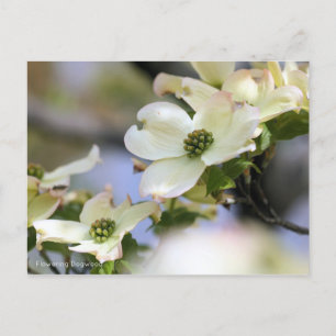 Cartão Postal Dogwood Flor [Cartão Postal]