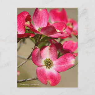 Cartão Postal Dogwood Flor [Cartão Postal]