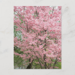 Cartão Postal Dogwood Flor Rosa