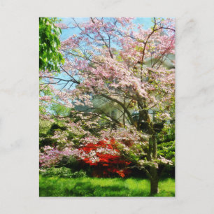 Cartão Postal Dogwood Flor Rosa