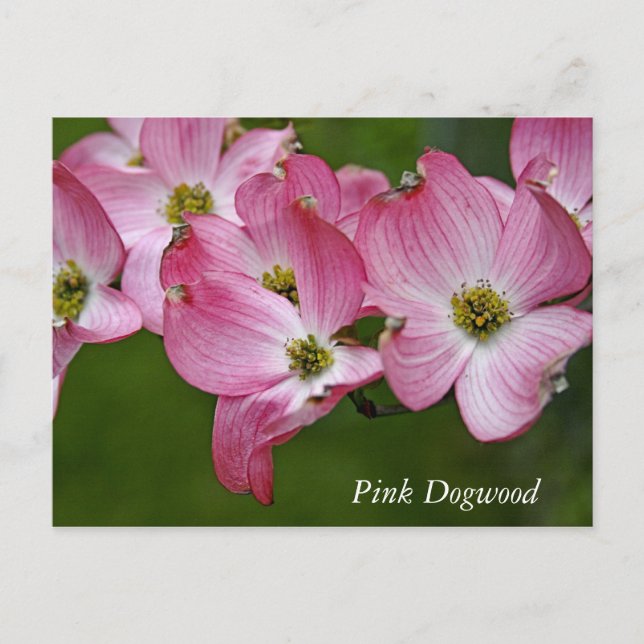 Cartão Postal:  Dogwood Horizontal (Frente)