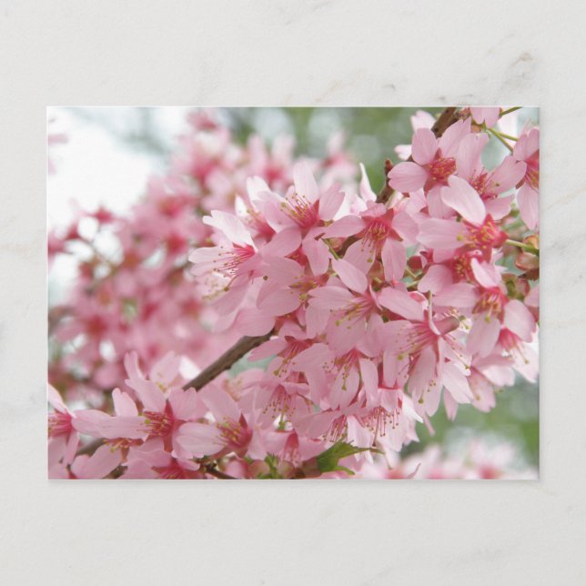 Cartão Postal Dogwoods cor-de-rosa (Frente)