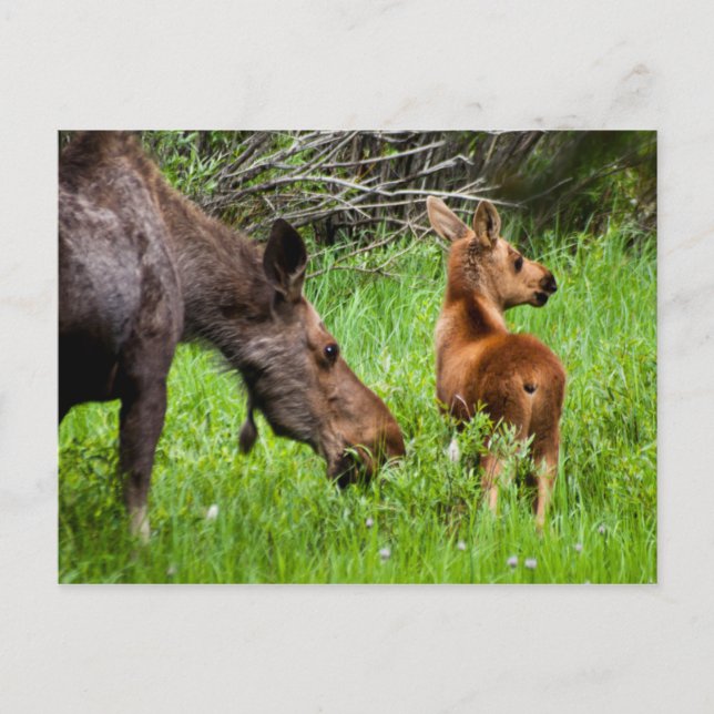 Cartão Postal Dois Alertas, Mãe E Bebê (Frente)