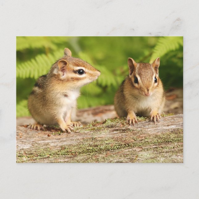 Cartão Postal Dois Bebês De Chipmunk (Frente)