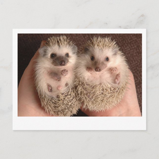 Cartão Postal Dois Bebês Hedgehogs (Frente)
