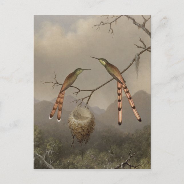 Cartão Postal Dois beija-flores com seus jovens (Frente)