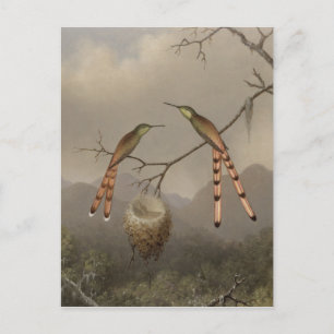 Cartão Postal Dois beija-flores com seus jovens