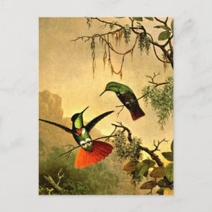 Cartão Postal Dois Beija-flores de Augastes lumachella,