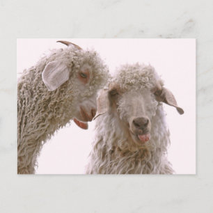 Cartão Postal Dois Bobos