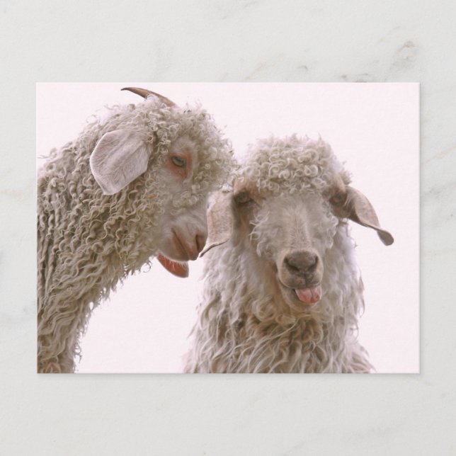 Cartão Postal Dois Bobos (Frente)