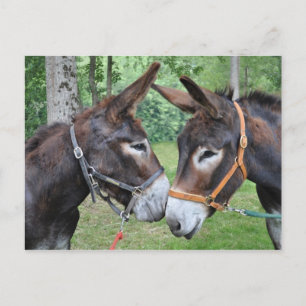 Cartão Postal Dois burros amigáveis