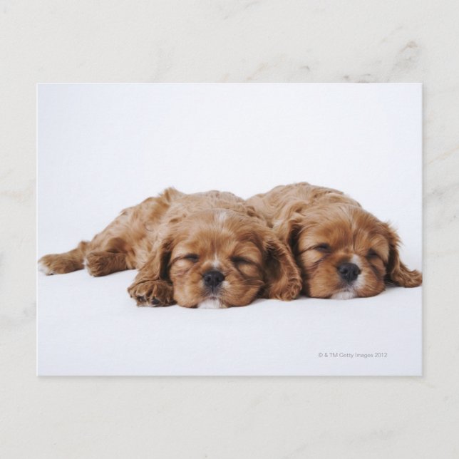 Cartão Postal Dois cachorros Cavalier King Charles Spaniel (Frente)