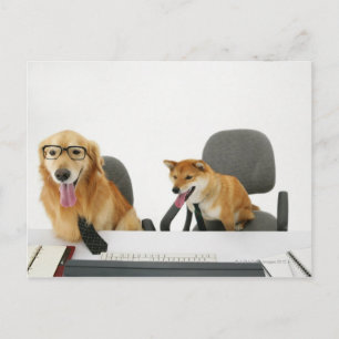 Cartão Postal Dois cachorros vestindo gravata e óculos, sentados