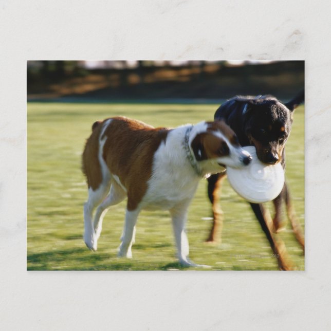 Cartão Postal Dois cães lutando sobre o disco plástico (Frente)
