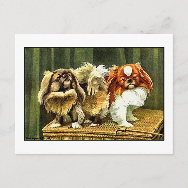 Cartão Postal Dois Cães Pekingeses (Frente)