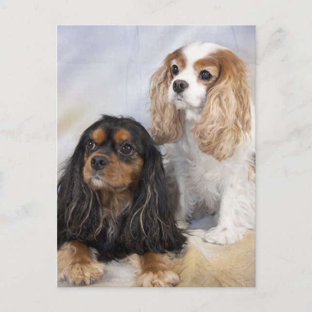Cartão Postal Dois Cavalier King Charles Spaniels (Frente)