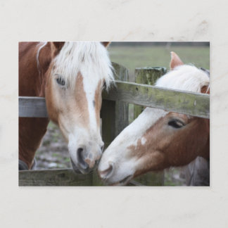 Cartão Postal Dois Cavalos