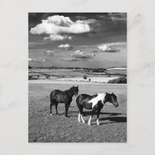 Cartão Postal Dois Cavalos