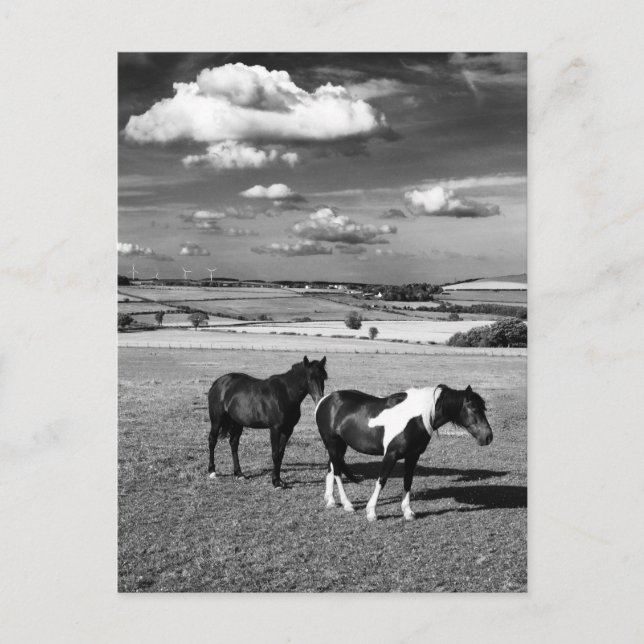 Cartão Postal Dois Cavalos (Frente)