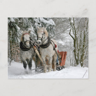 Cartão Postal Dois Cavalos Brancos Puxando um Trenó pela Neve
