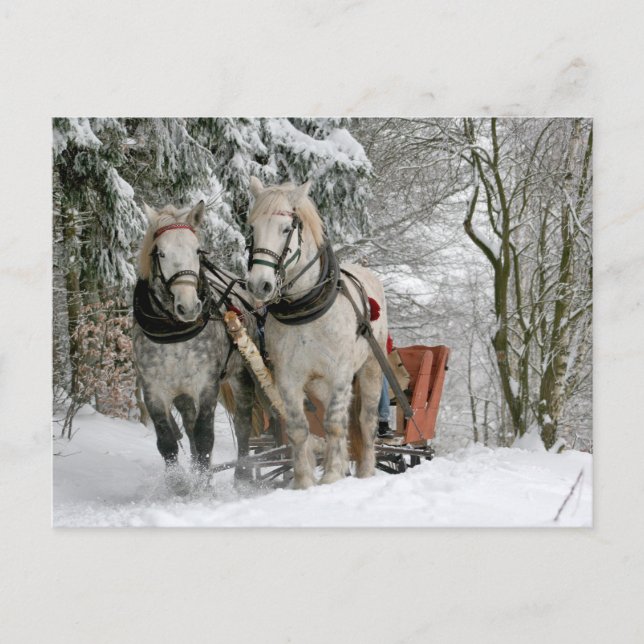 Cartão Postal Dois Cavalos Brancos Puxando uma Altura pela Neve (Frente)