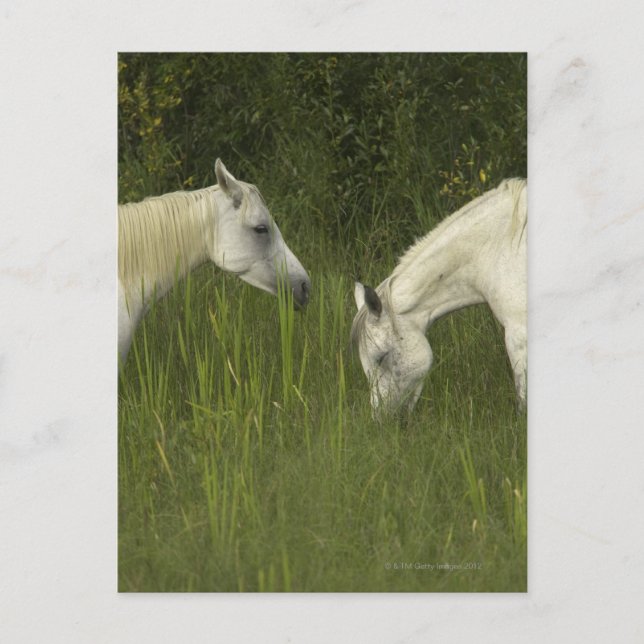 Cartão Postal Dois cavalos comendo grama (Frente)