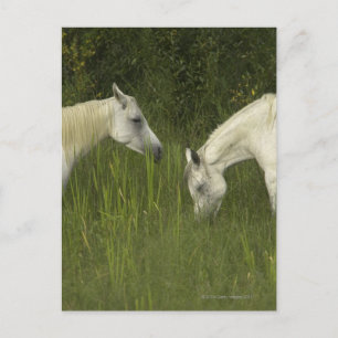 Cartão Postal Dois cavalos comendo grama