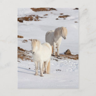 Cartão Postal Dois cavalos islandêses brancos
