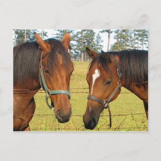 Cartão Postal Dois Cavalos Marrons Em Um Campo, Cavalos Pensados