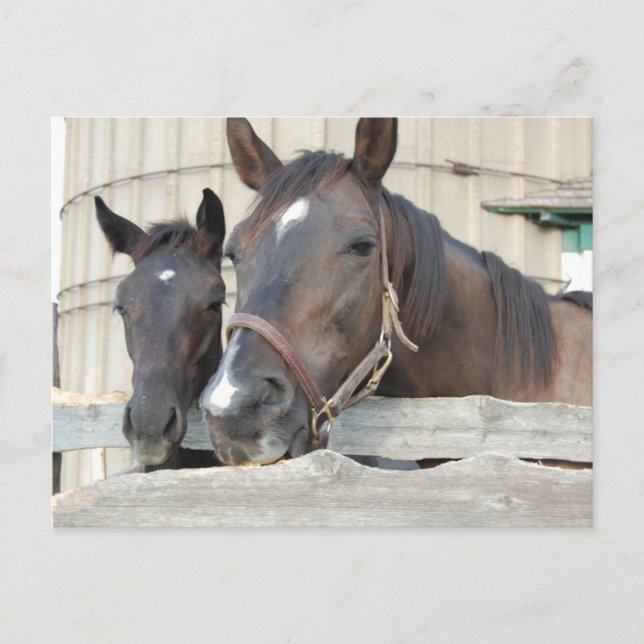 Cartão Postal Dois Cavalos Mastigando uma cerca (Frente)