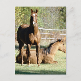 Cartão Postal Dois Cavalos na Pastura