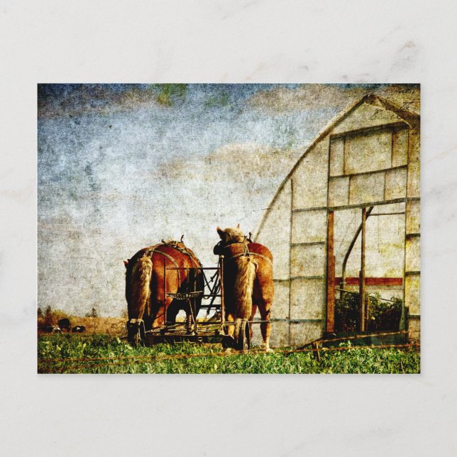 Cartão Postal Dois Cavalos Prontos Para Trabalho (Frente)