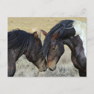 Cartão Postal Dois Cavalos Selvagens Marrons Nuzzling