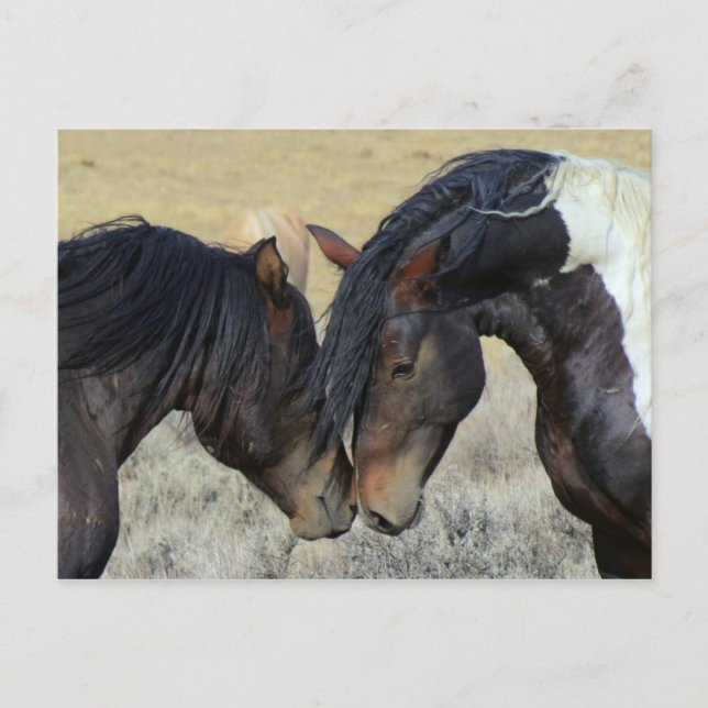 Cartão Postal Dois Cavalos Selvagens Marrons Nuzzling (Frente)