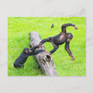 Cartão Postal Dois chimpanzés bizarros giros brincando num tronc