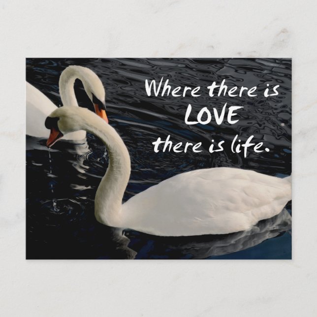 Cartão Postal Dois cisnes no lago (Frente)