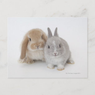 Cartão Postal Dois coelhos Netherland Dwarf e Holland Lop