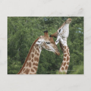 Cartão Postal Dois colares Girafa (Giraffa camelopardalis),